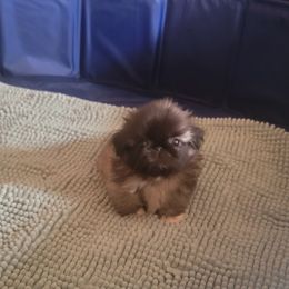 Boy 4 - male Pekingese puppy in Burns, Kansas from Pekingese Dynasty