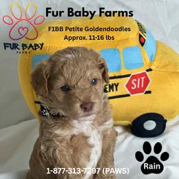 Rain - Apricot male Goldendoodle puppy in Michigan from Fur Baby Farms