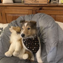 Collie Puppies from Cold Mountain Collies