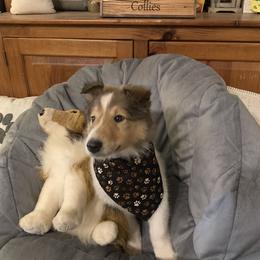 Collie Puppies from Cold Mountain Collies