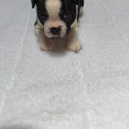 Boston Terrier Puppies from Washburns bostons