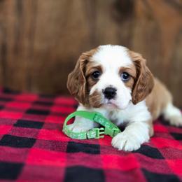 Archie - Blenheim male Cavalier King Charles Spaniel puppy in Preston, Maryland from Katie's Pups