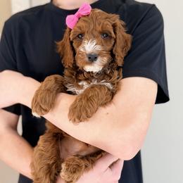 Tinsel - Red female Australian Labradoodle puppy in Summerfield, North Carolina from Four Oaks Labradoodles