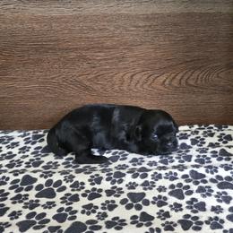 Trixy Boy 2 - Black male Shih Tzu puppy in Meadows Of Dan, Virginia from Walt’s Shih Tzus
