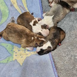 Boy 4 - Red male Boston Terrier puppy in Sulphur Springs, Texas from B&B Bostons
