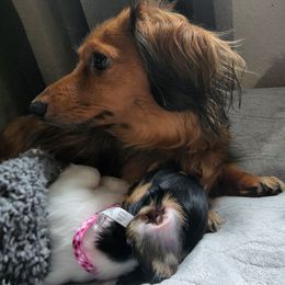 Dachshunds from The Northern Beauties