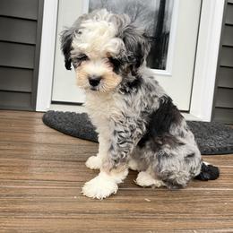 Jenny - Blue merle female Bernedoodle puppy in Holtwood, Pennsylvania from Country Ridge Puppies