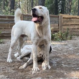 Central Asian Shepherd Dog All Grown Up from Alabaivalley