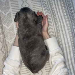 French Bulldog Puppies from 1011 French Bulldogs