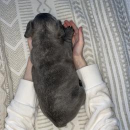 French Bulldog Puppies from 1011 French Bulldogs