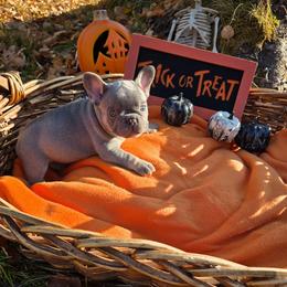 Hazel - Blue female French Bulldog puppy in Columbia Falls, Montana from Glacier French Bulldogs of Montana