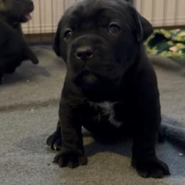 Yellow collar - Black female Cane Corso puppy in Rochester, New York from Forbidden Fruits Kennels