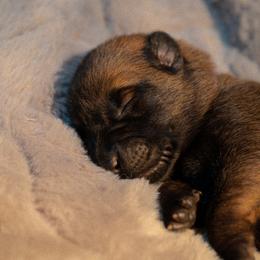 Brienne - Fawn female Belgian Malinois puppy in Baltimore, Maryland from Abenteurer German Shepherds & Belgian Malinois