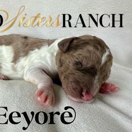 Eeyore - male Newfypoo puppy in Jackson, Missouri from Two Sisters Ranch, LLC