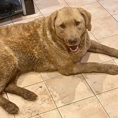 Ginger - Chesapeake Bay Retriever