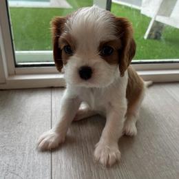 Bean - Blenheim male Cavalier King Charles Spaniel puppy in Miami, Florida from Tropical Cavaliers