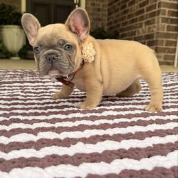 Camilla - Blue fawn female French Bulldog puppy in Willis, Texas from Maranda Cianceruso