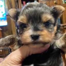 Yorkshire Terriers from Linda's Yorkies