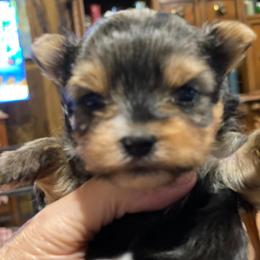 Yorkshire Terriers from Linda's Yorkies