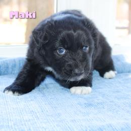 Maki - Black & white female Australian Shepherd puppy in Coldwater, Michigan from Northern Star Australian Shepherds
