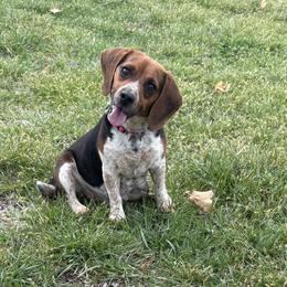 Pepper - Beagle