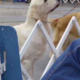 Golden Retriever All Grown Up from Barafields Golden Retrievers