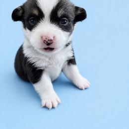 Mikey - White and black male Pembroke Welsh Corgi puppy in Ramona, Oklahoma from Eden Farms Corgis