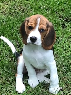 Debra's Beagles in New York | Beagle puppies | Good Dog