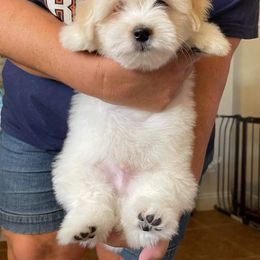 Coton de Tulear Puppies from Classy Cotons