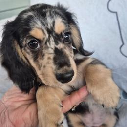 Sapphire - Dapple female Dachshund puppy in Randolph, Texas from Spindle's Little Treasures