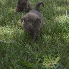 Chesapeake Bay Retriever Puppies from Twin Oak's Chesapeakes