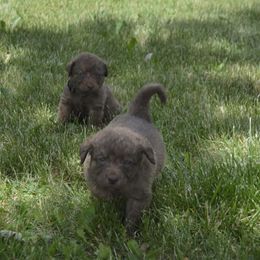 Chesapeake Bay Retriever Puppies from Twin Oak's Chesapeakes