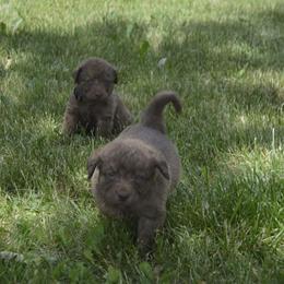 Chesapeake Bay Retriever Puppies from Twin Oak's Chesapeakes