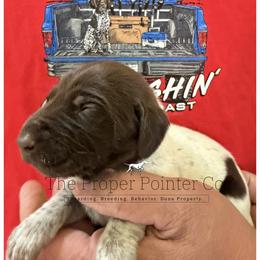 Guppy purple collar - Liver roan female German Shorthaired Pointer puppy in Six Mile, South Carolina from The Proper Pointer Co.