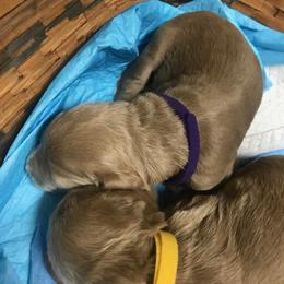 Goldendoodle Puppies from Da Ruba Doodles