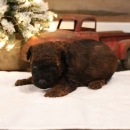 Jones - Red male Whoodle puppy in West Bend, Iowa from Blue Skies Terriers