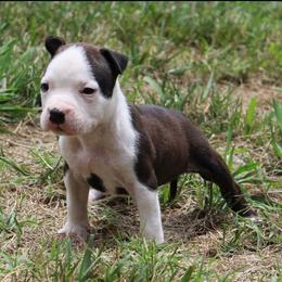 Theo - Red brindle male American Staffordshire Terrier puppy in Franklin County, Vermont from Explicit Amstaffs Of New England