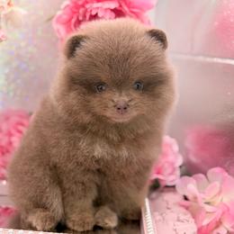 Queen - Lavender female Pomeranian puppy in Gilroy, California from Belt Fed Kennels