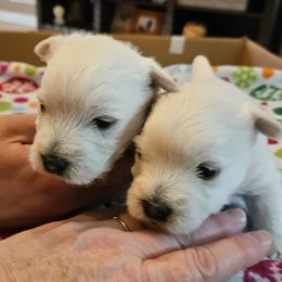 West Highland White Terrier Puppies from Touchdown Westies