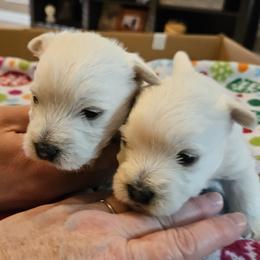 West Highland White Terrier Puppies from Touchdown Westies
