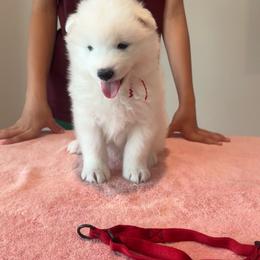 Red Boy - White and biscuit male Samoyed puppy in Waddell, Arizona from Saratoga Samoyeds
