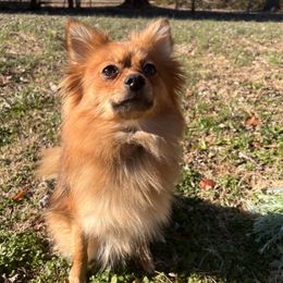 Panda - Pomeranian