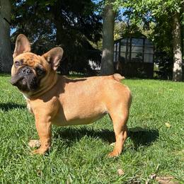 Lex - French Bulldog