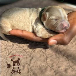 Green Collar Boy - Cream male Australian Labradoodle puppy in Hagerstown, Maryland from Westfields Labradoodles