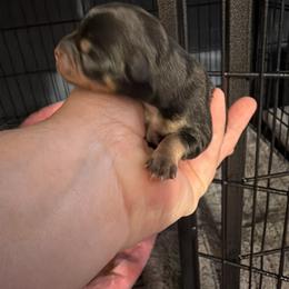 Riley - Black and tan male Chihuahua puppy in Madison, Virginia from KimberGlen Chihuahuas
