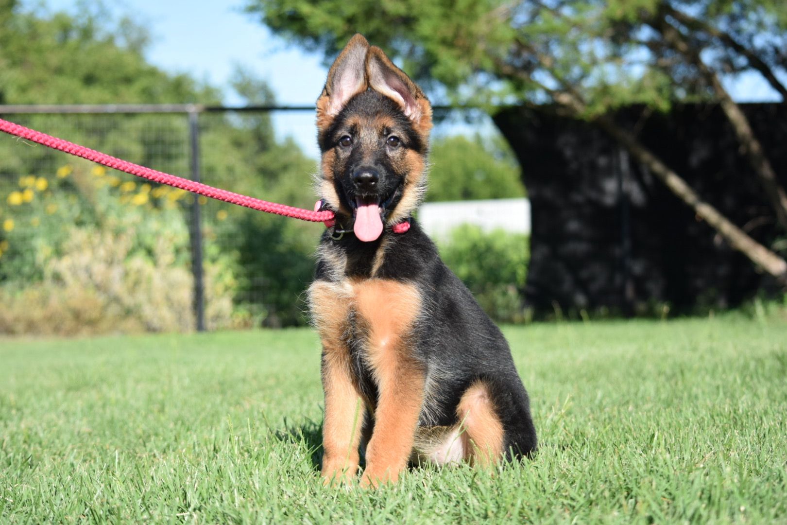 Brittany Wilkins In Texas | German Shepherd Puppies | Good Dog