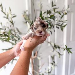 Peach - Merle female Goldendoodle puppy in Greencastle, Indiana from Willow & Co.