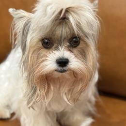 Gracy - Biewer Terrier