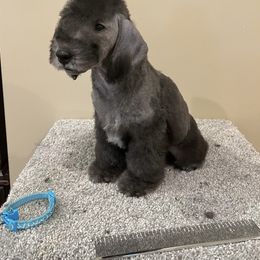 Bedlington Terrier Puppies from LAMZ Bedlington Terriers