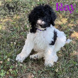 Poodle Puppies from Poodle Plus
